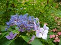 2011-09-25 11-20-28 Un hortensia bleu MBo